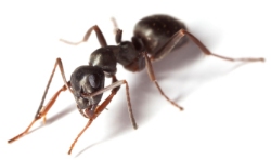 Black garden ant