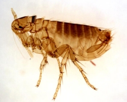 flea control in Scarborough and North Yorkshire