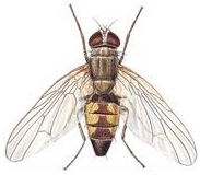 fly infestation, fly pest control in Yorkshire