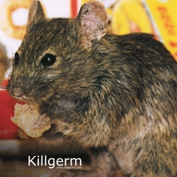 mouse control in Scarborough and Yorkshire