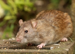 rat control in Scarborough and Yorkshire