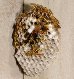 wasp nest - pest control in Scarborough and North Yorkshire